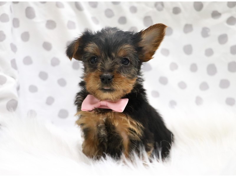 Pet Photo