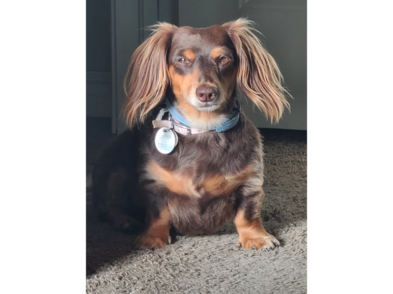 Pet Photo