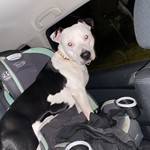 Taco, American Pit Bull Terrier, lost pet near Canaan, VT