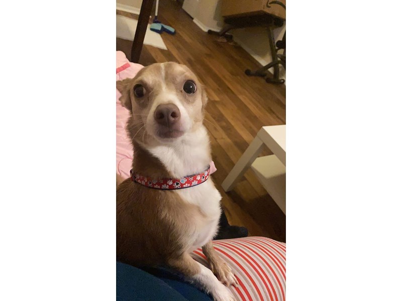 Pet Photo