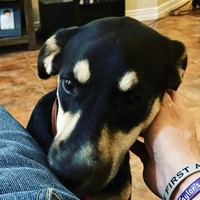 Lost Pet Image
