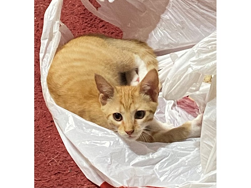 Pet Photo