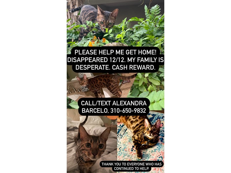 Disco Barcelo is missing in La Quinta, California 92553 Petkey