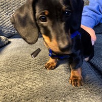 Lost Pet Image