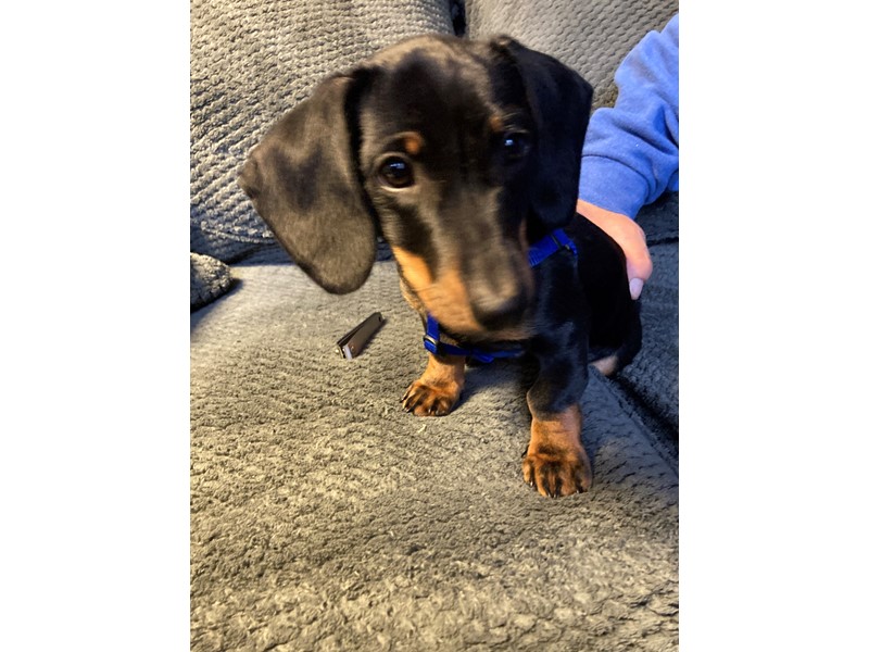 Pet Photo