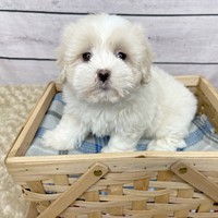 Lost Pet Image