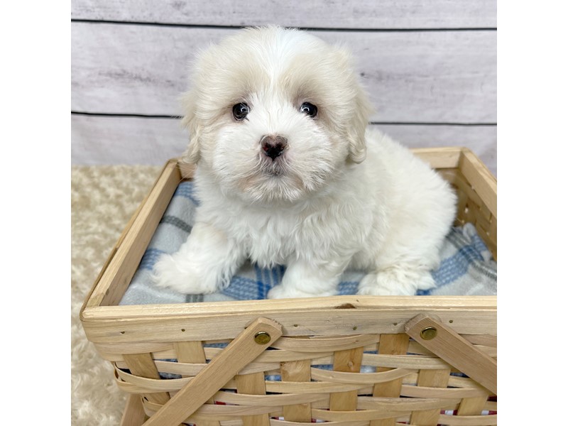 Pet Photo