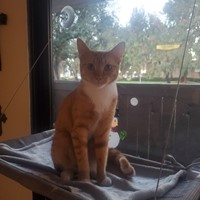 Lost Pet Image