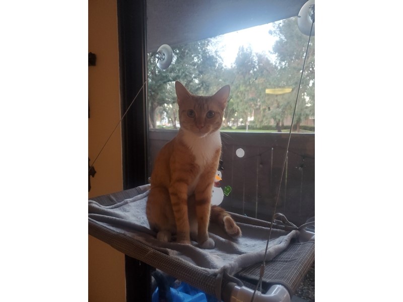Pet Photo