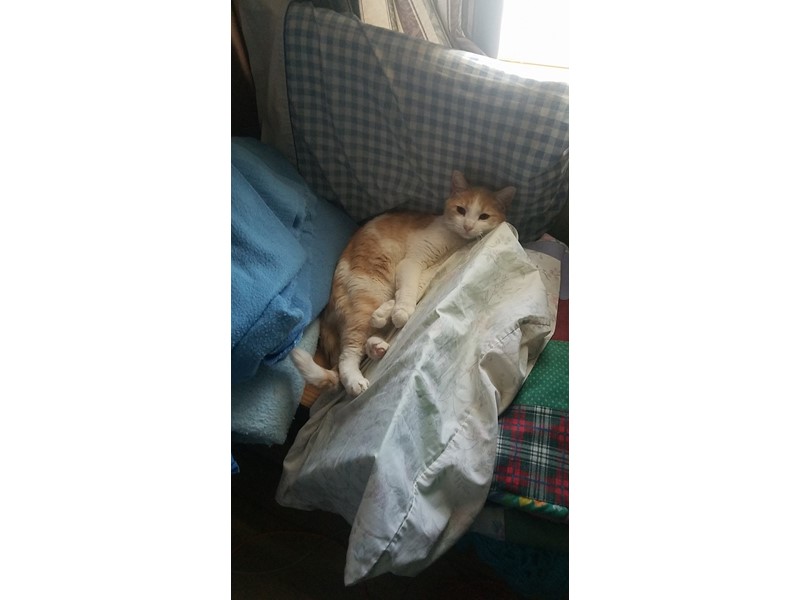 Pet Photo