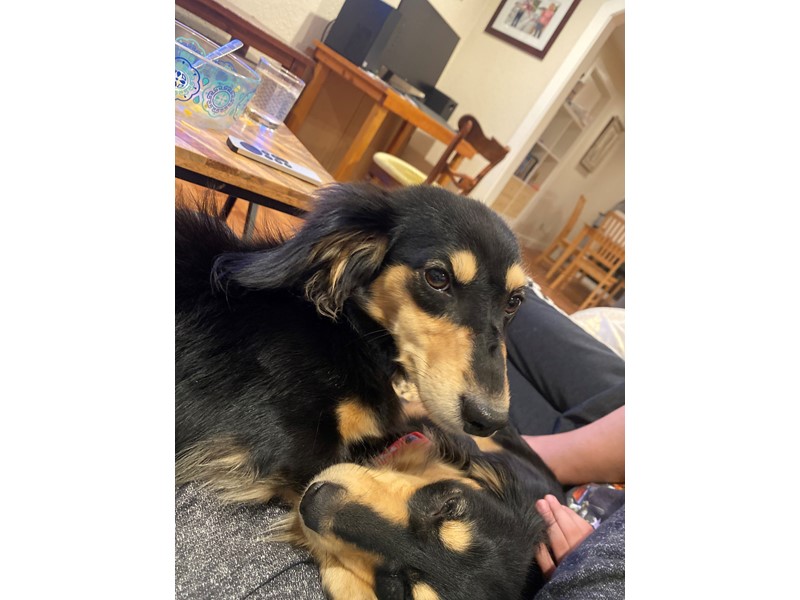 Pet Photo