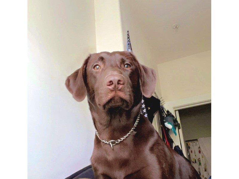 Pet Photo