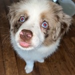 Baloo, Miniature Australian Shepherd, lost pet near North Miami, FL