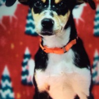 Lost Pet Image