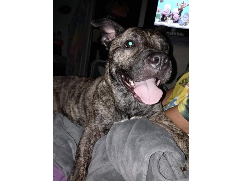 Pet Photo