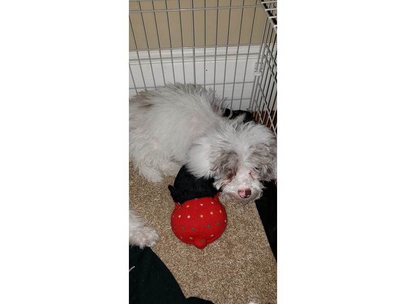 Pet Photo