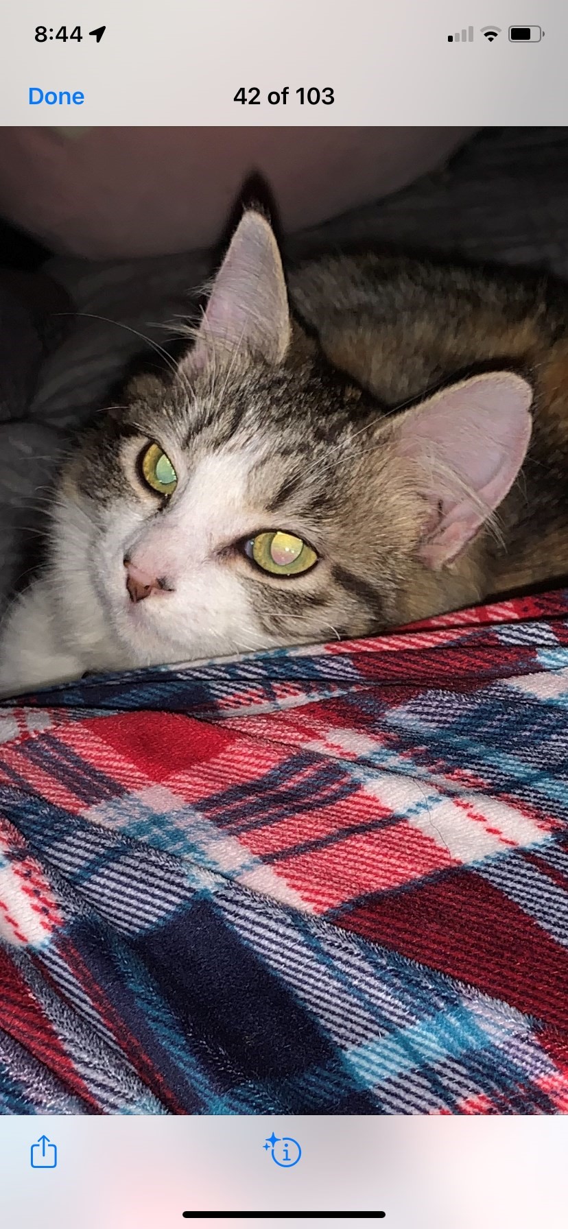 Foofi is missing in Turlock, California 95382 Petkey