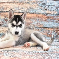 Lost Pet Image