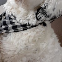 Lost Pet Image