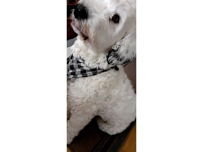 Pet Photo