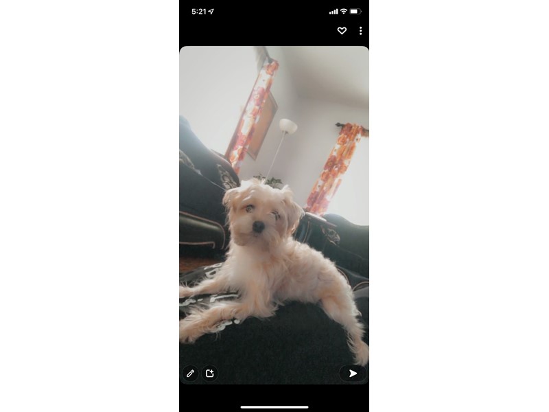 Pet Photo