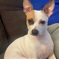 Lost Pet Image