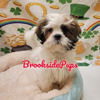 Lost Pet Image