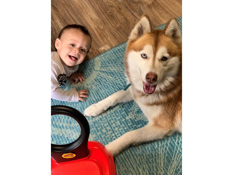 Esme is missing in Dallas, 30132 Petkey