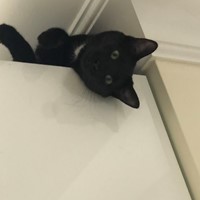 Lost Pet Image