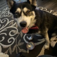 Lost Pet Image