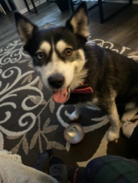 Pet Photo