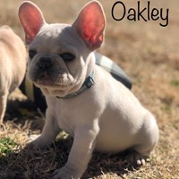 Lost Pet Image