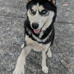 Zuko Bruce Jarrard, Siberian Husky, lost pet near Blairsville, GA