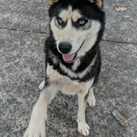 Lost Pet Image