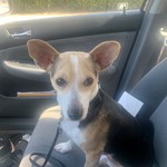 Humphrey, Rat Terrier/Chihuahua, lost pet near Ladys Island, SC