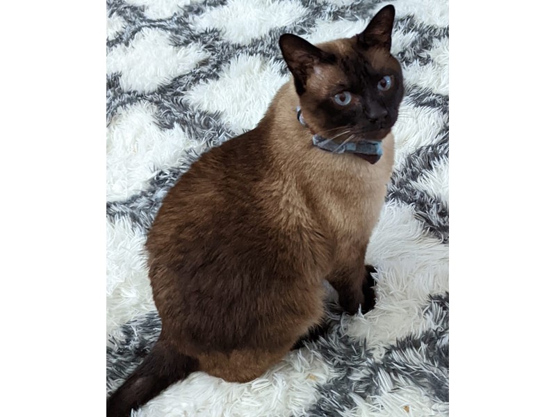Pet Photo