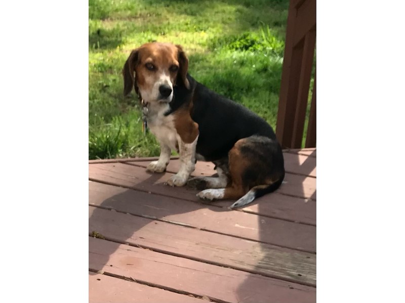 Pet Photo