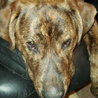 Lost Pet Image