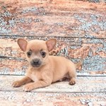 Boba, Chihuahua, lost pet near Summerlin, NV