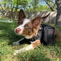 Lost Pet Image