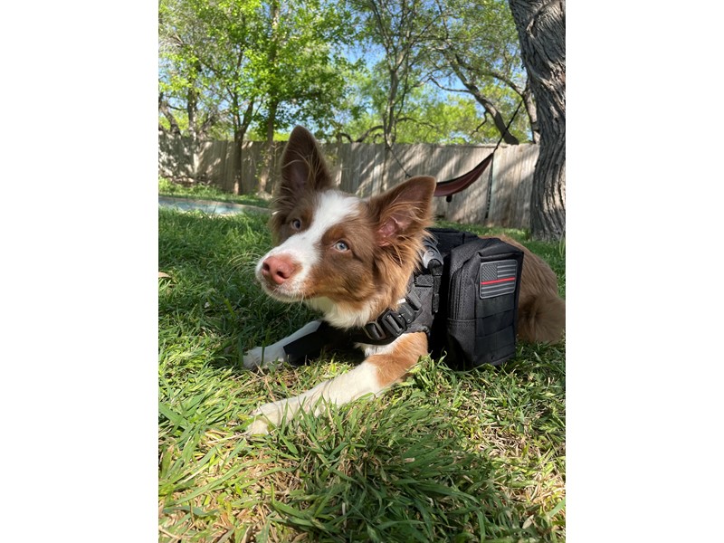 Pet Photo