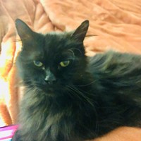 Lost Pet Image