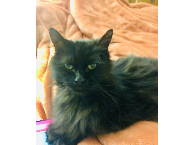 Pet Photo