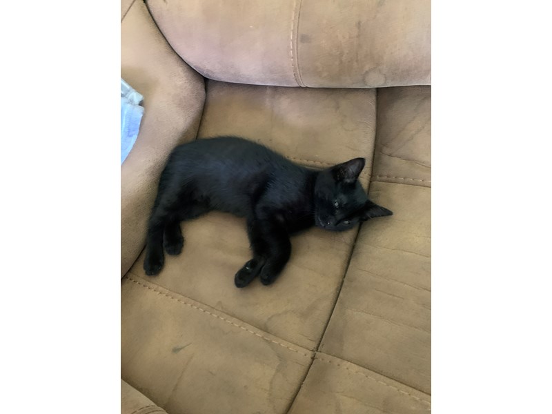 Pet Photo