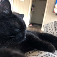 Lost Pet Image