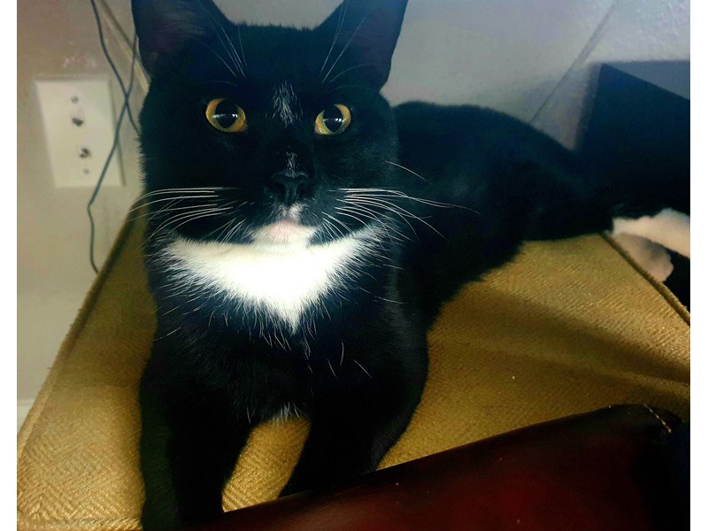 Pet Photo