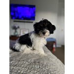 Winston