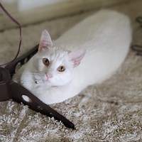 Lost Pet Image