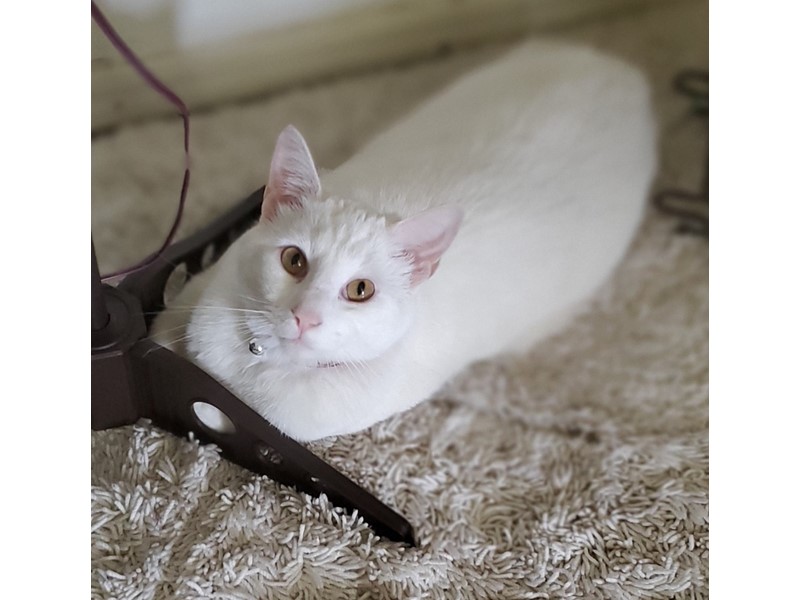 Pet Photo
