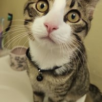 Lost Pet Image